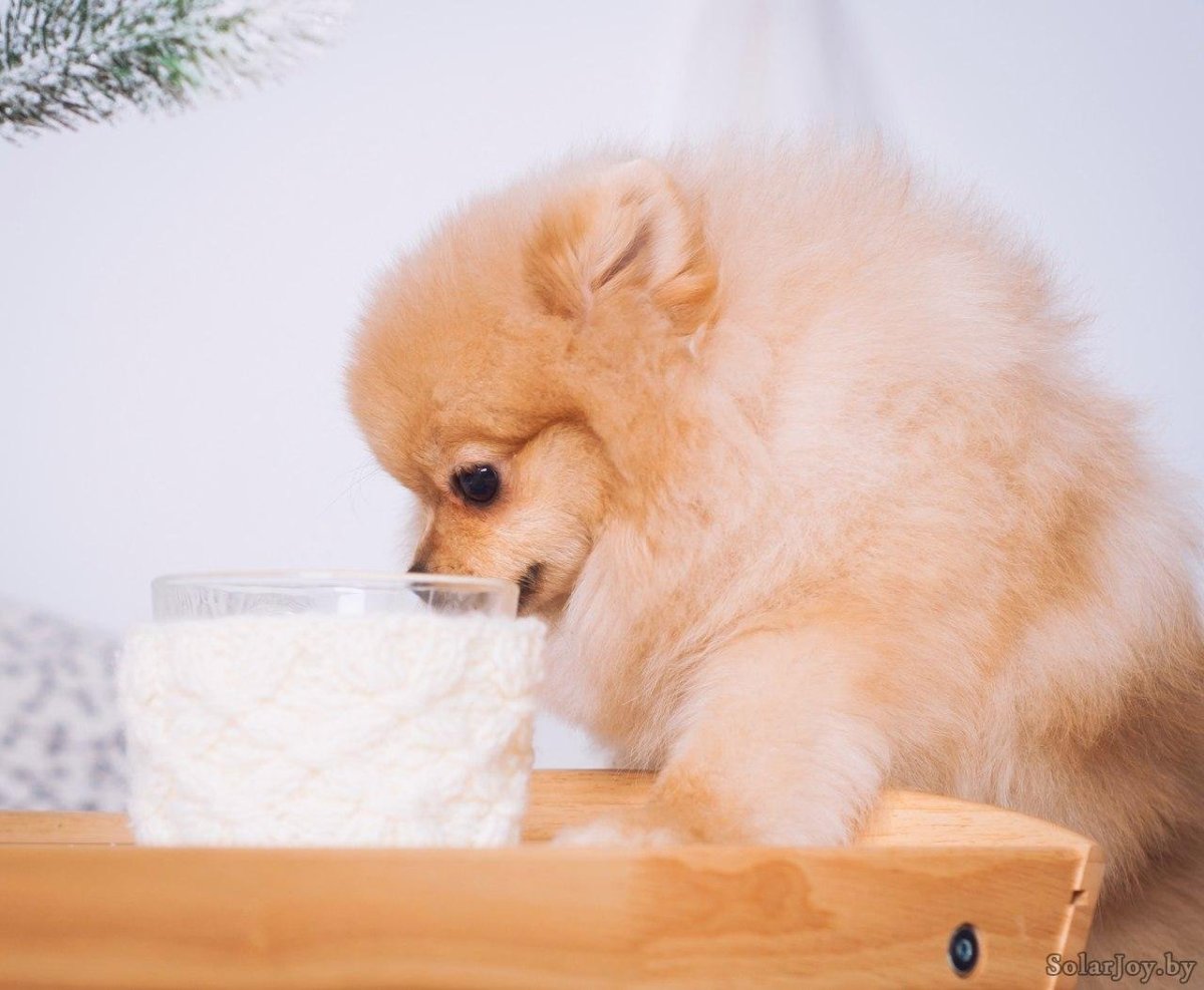 Забавные и милые шпиц