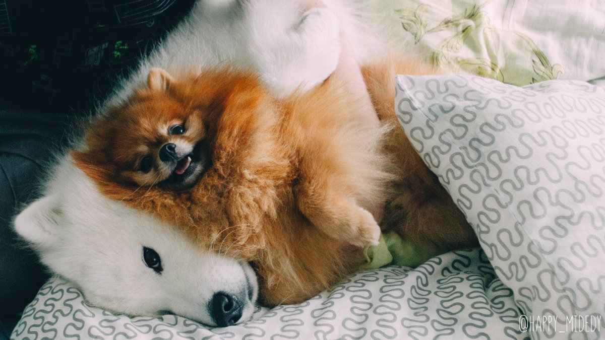 Милые гифки с животными