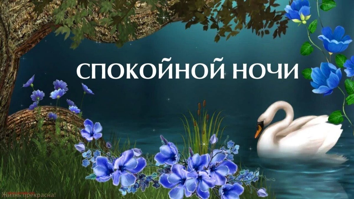 Цветы лотоса спокойной ночи