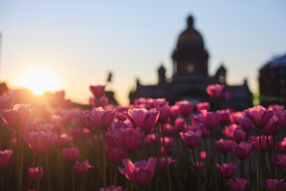 Цветы на фоне города