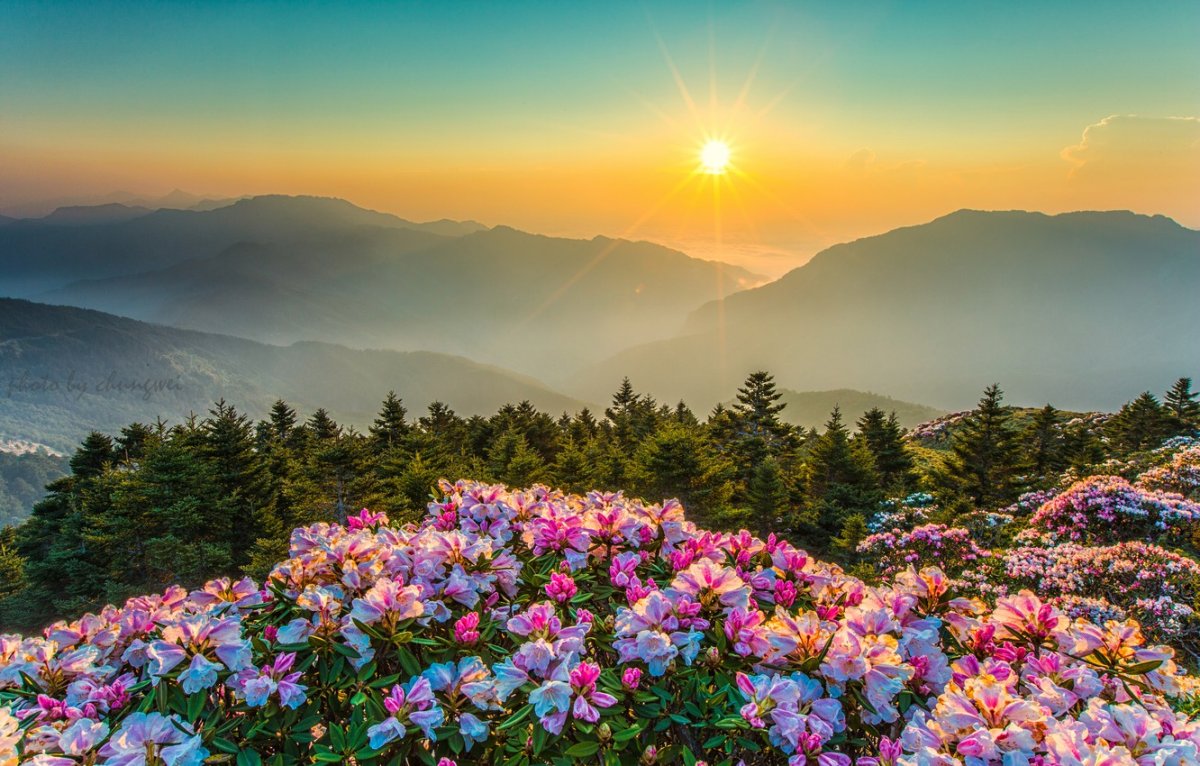 Пейзажи с цветами