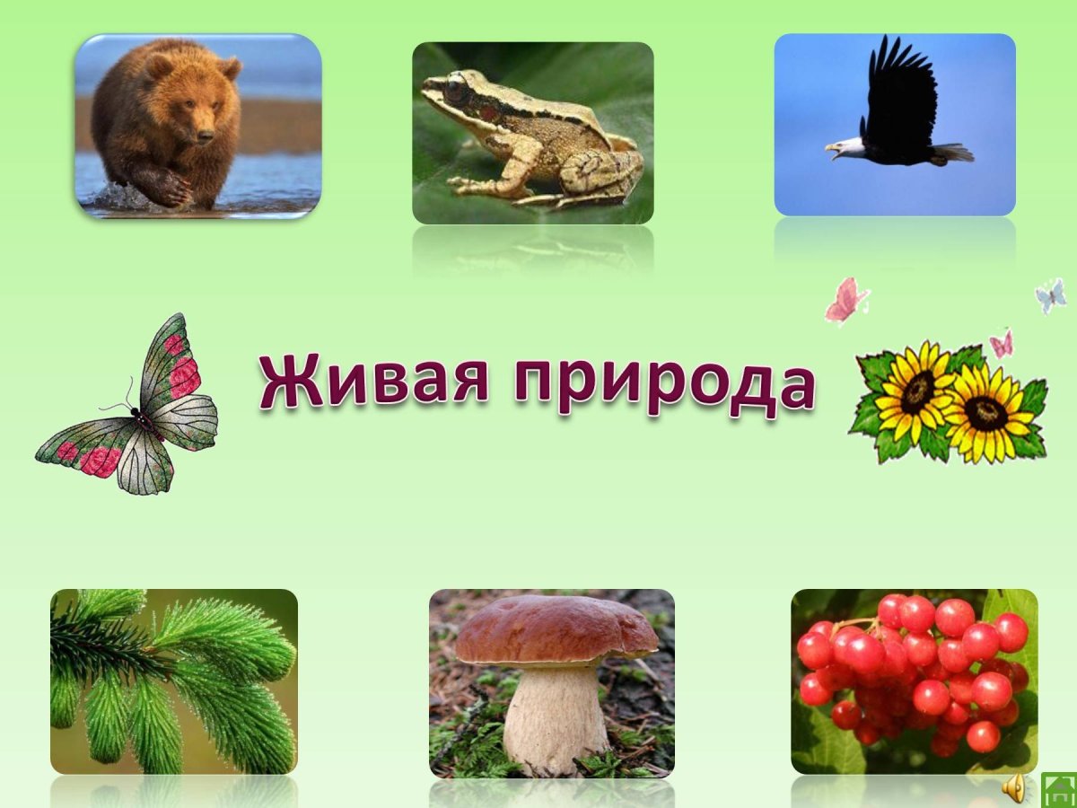 Объекты живой природы