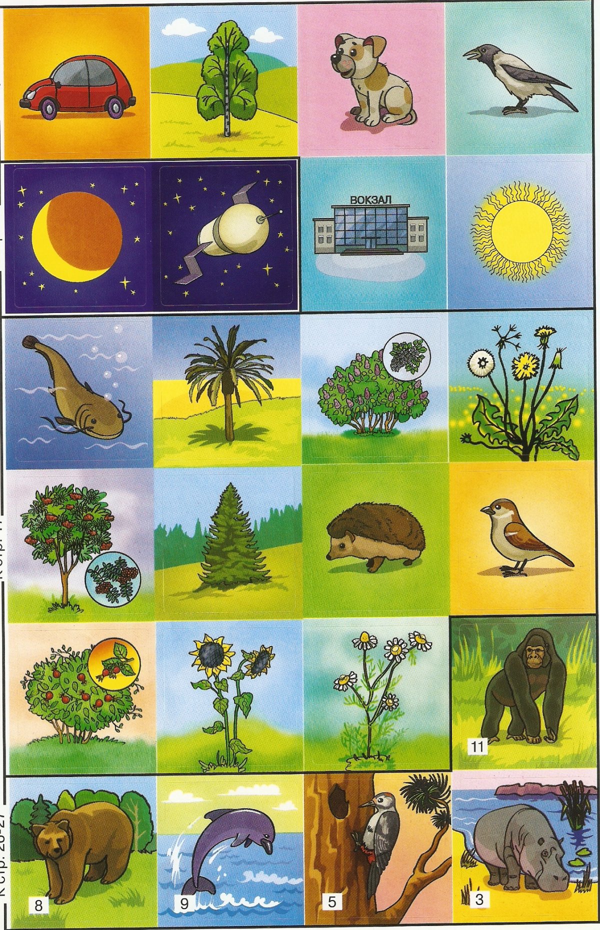 Предметы живой природы для дошкольников