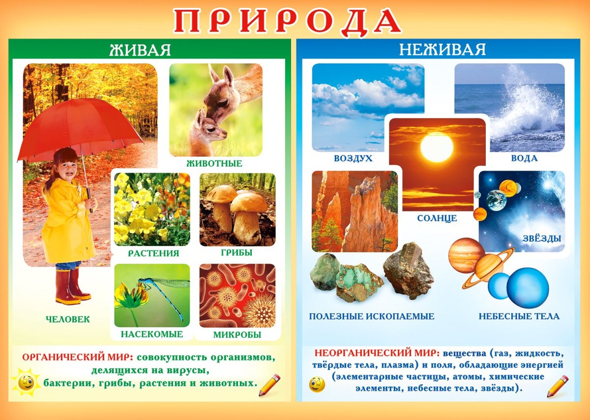 Предметы природного и рукотворного мира