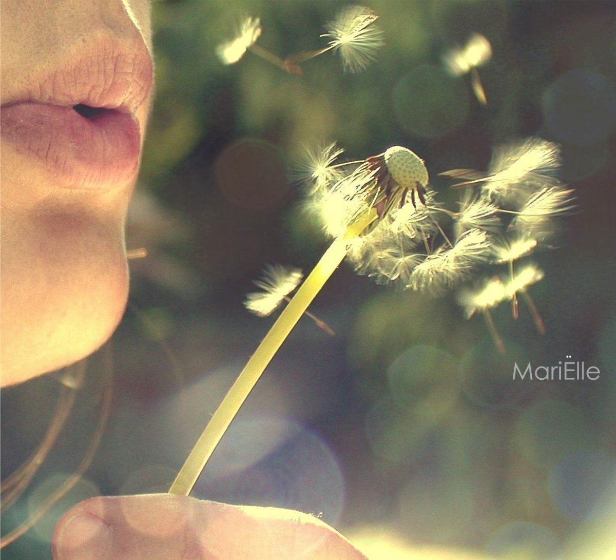 Дуть на одуванчик