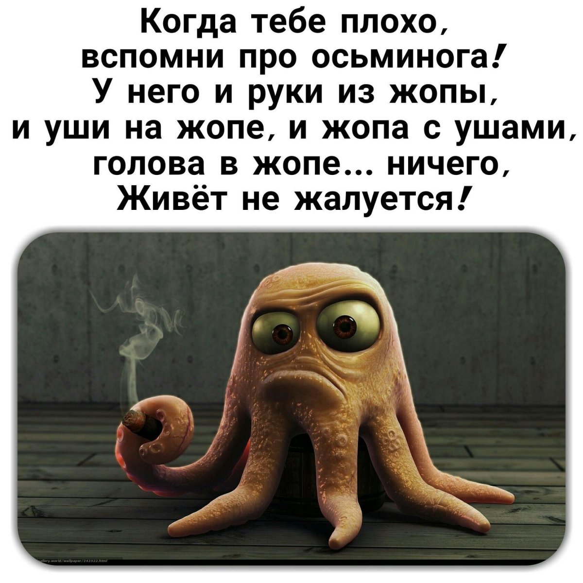 Шутка про осьминога