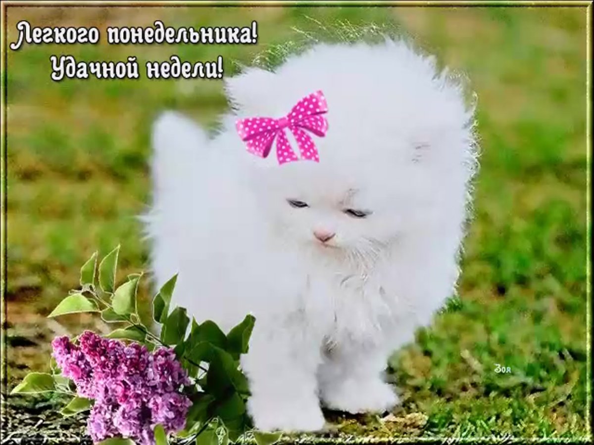 Открытки с понедельником