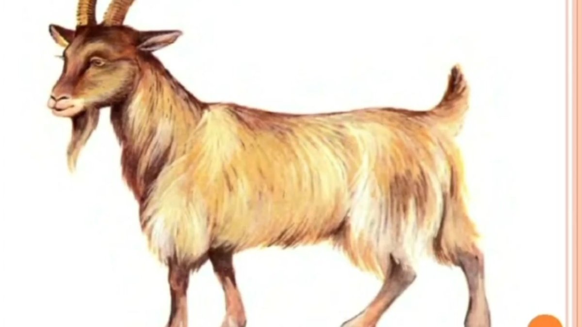 Изображение козы для детей