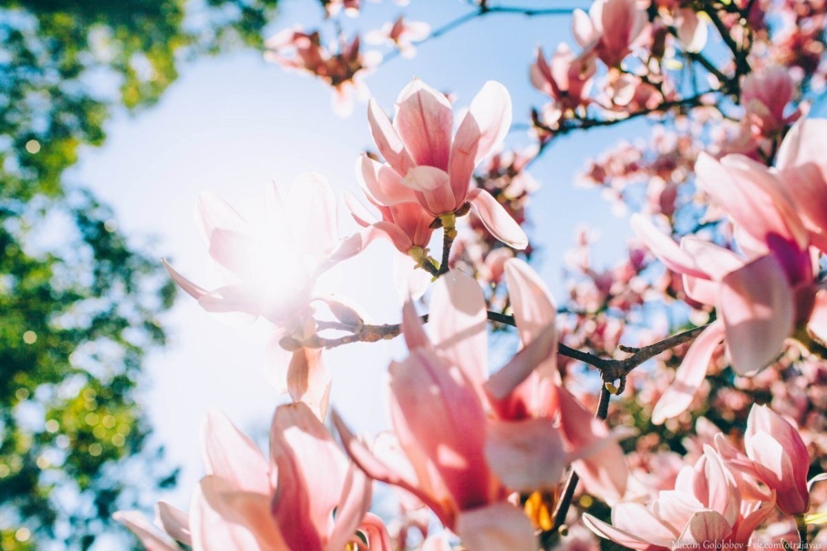 Сочи весной