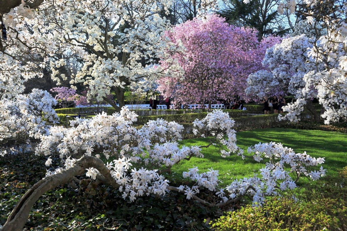 Весенний сад (Spring Topiary Garden)