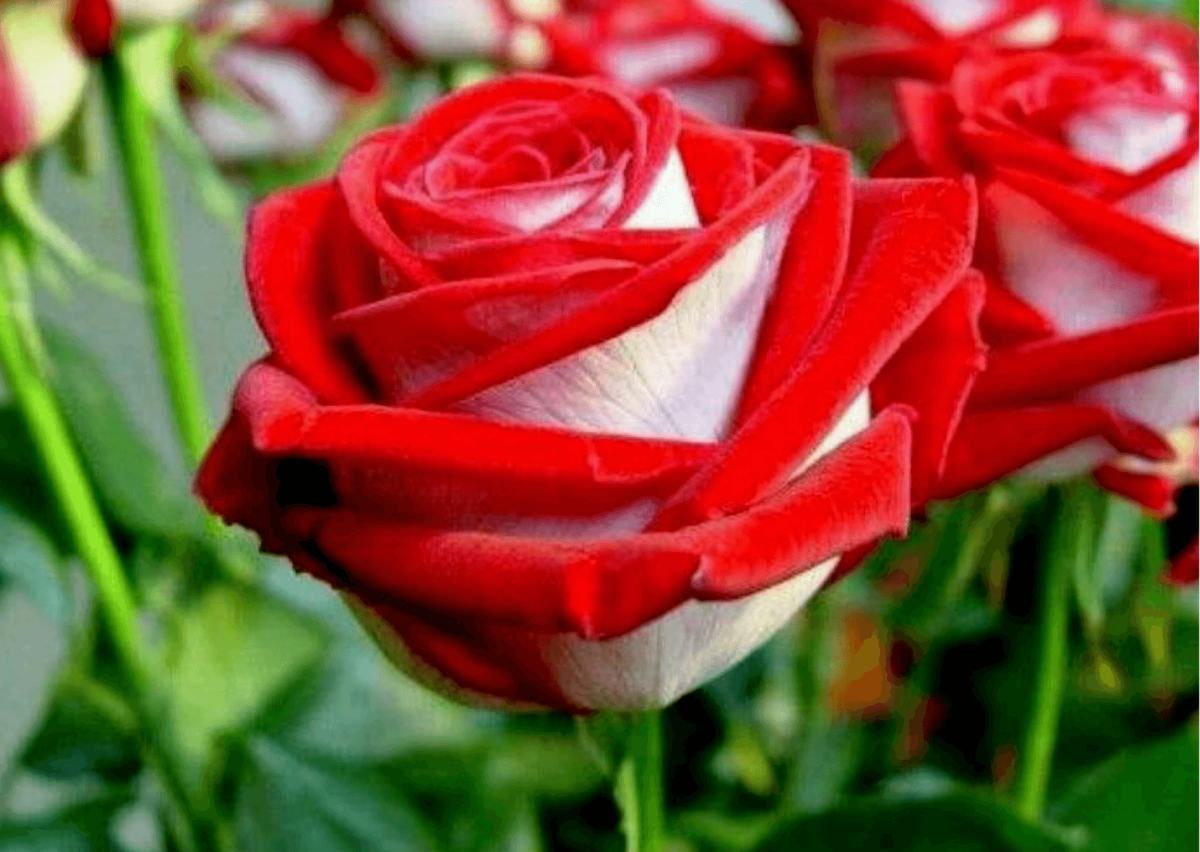 Роза чайно-гибридная Альянс