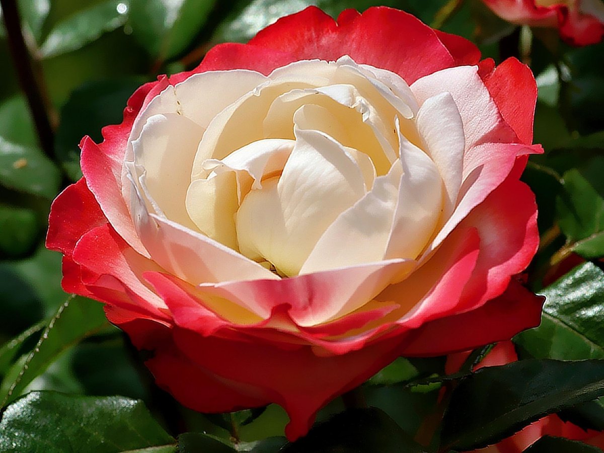 Роза Лаура чайно-гибридная