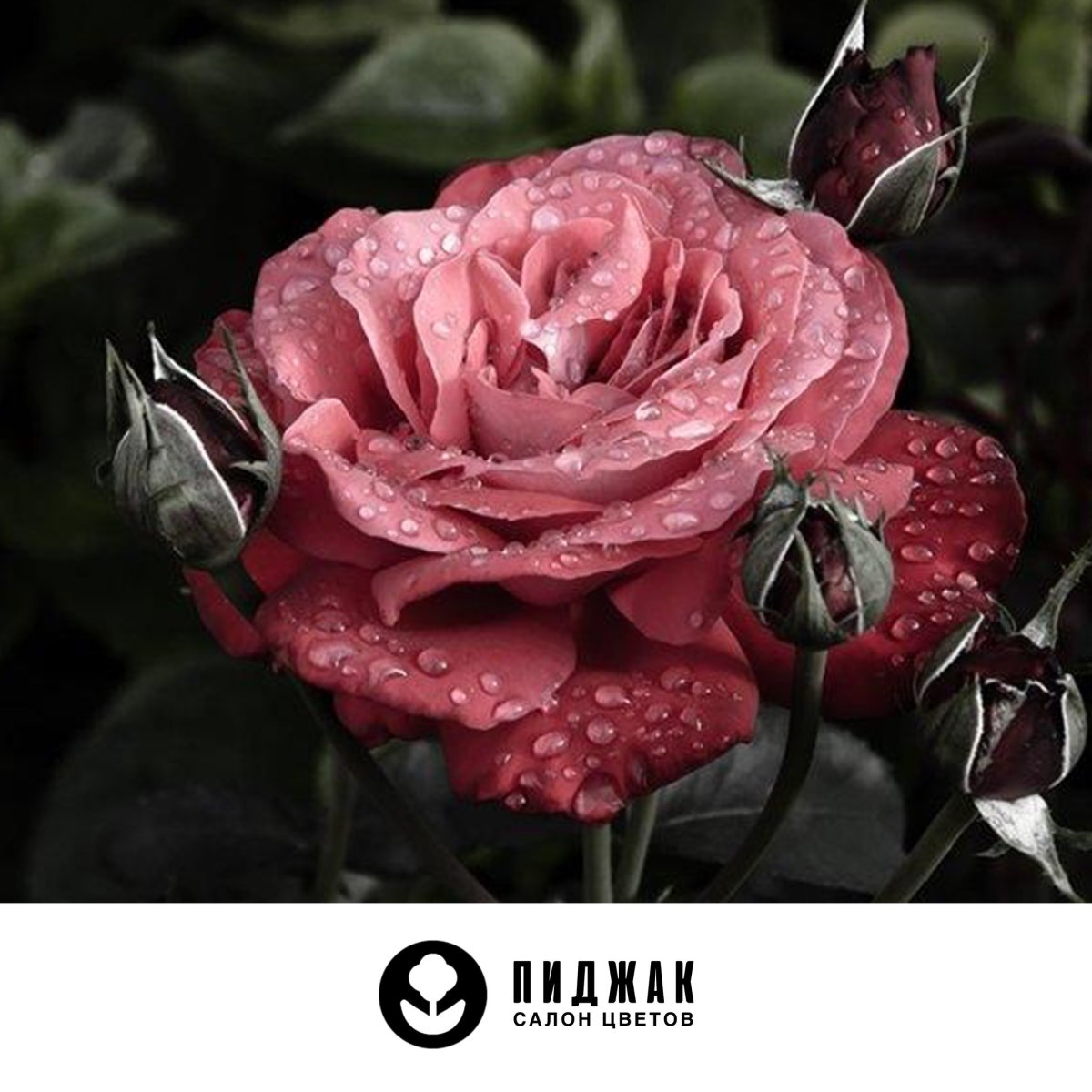 Красивые красные розы