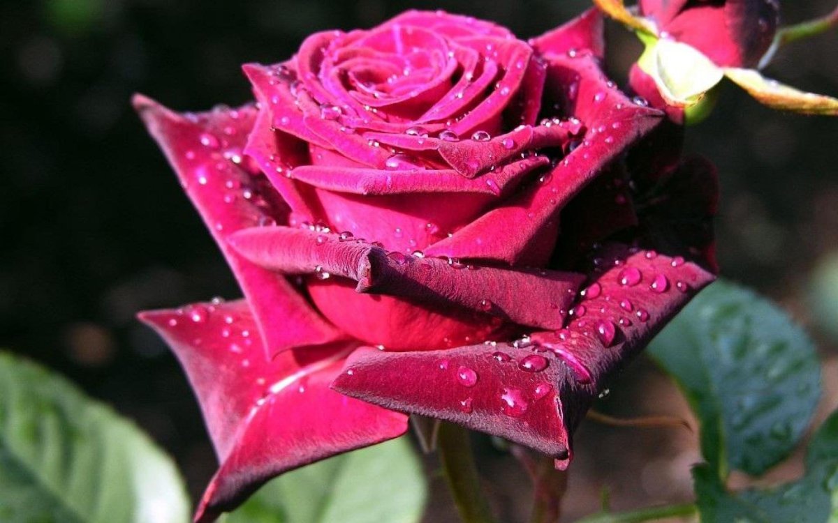 Роза лето чайно гибридная