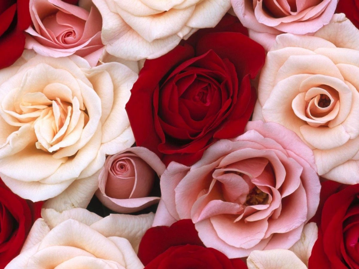 Самые красивые розы в мире фото