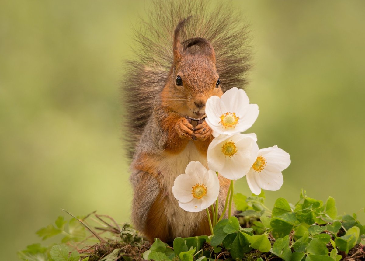 Белка и подснежники