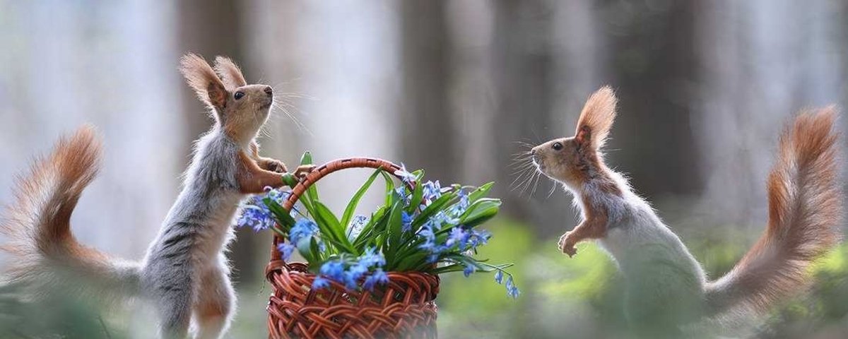 Озорные белки фотограф Вадим Трунов