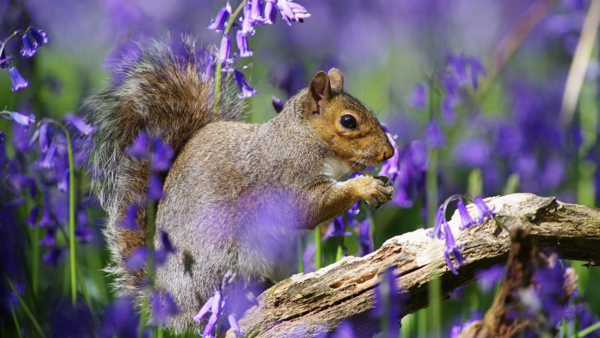 Белка весной