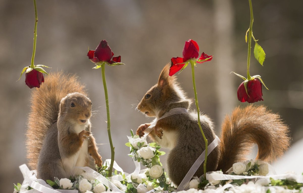 Весна любовь животные