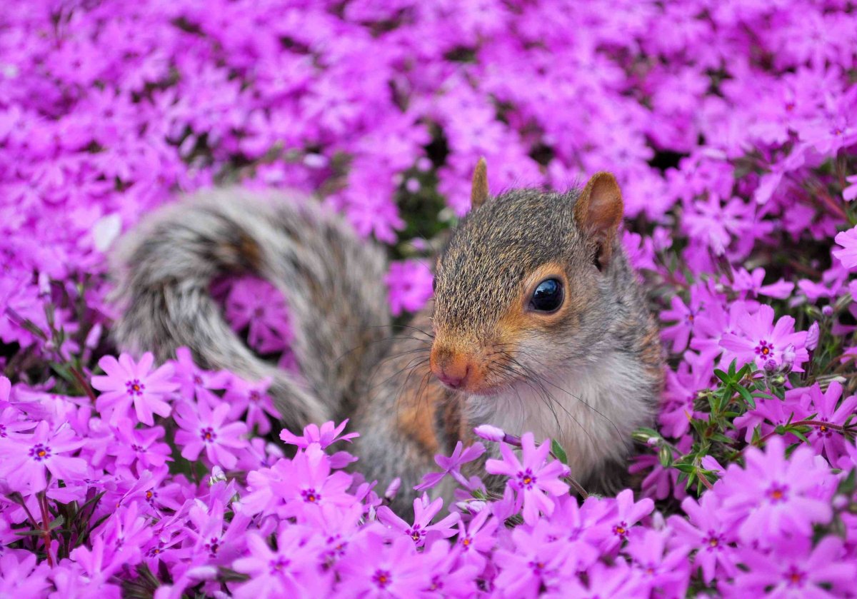 Squirrel with Flowers
