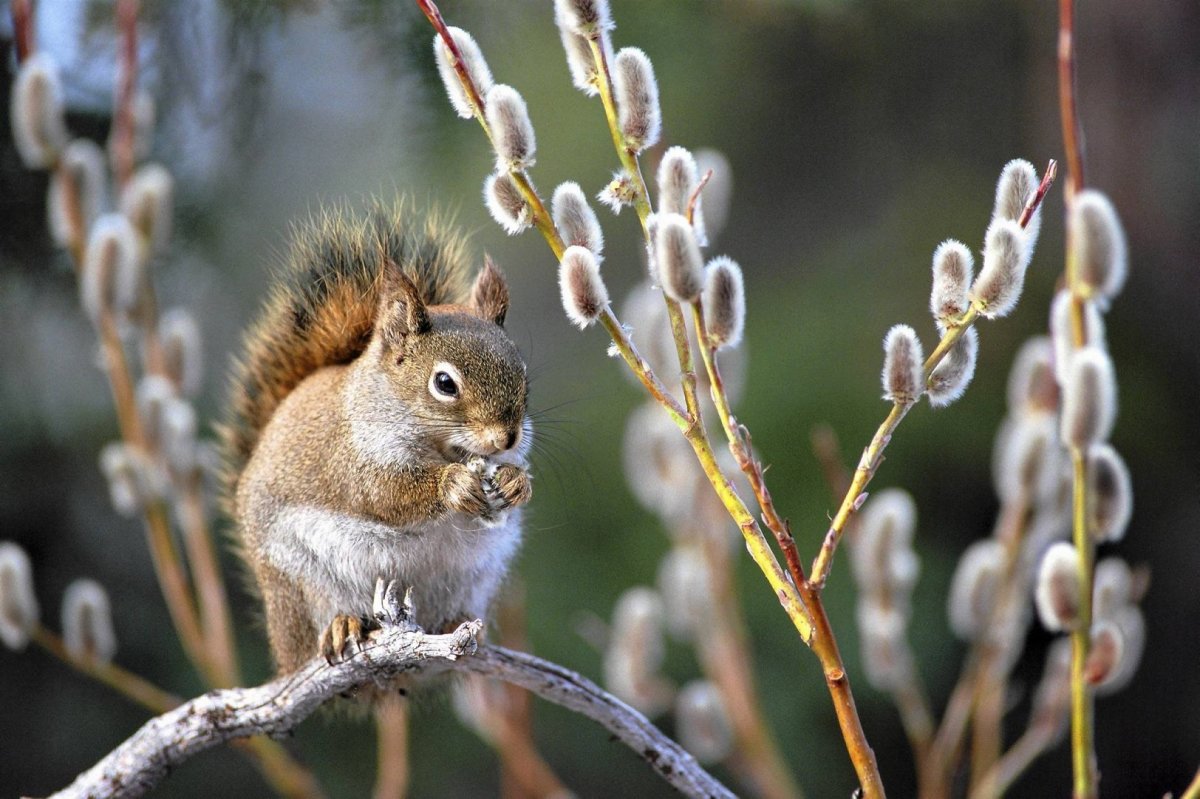 Ранняя Весна животные