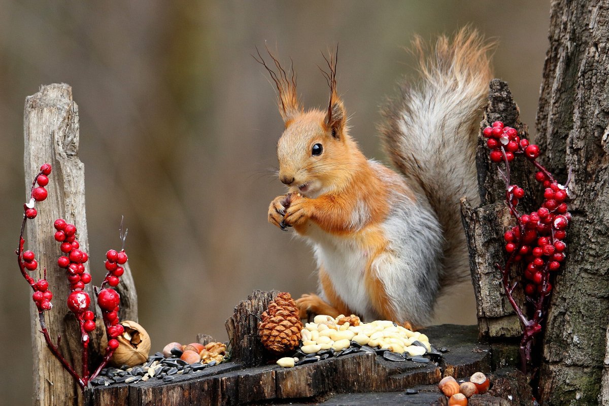 Осенняя Белочка