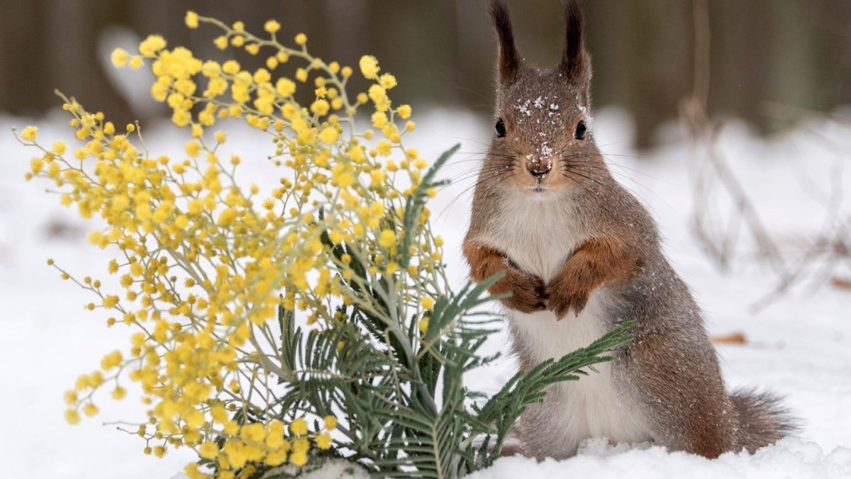 Животные весной