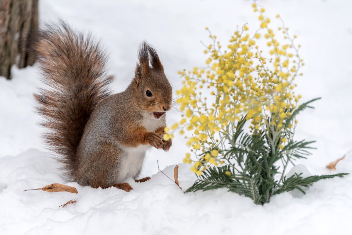 Животные зимой