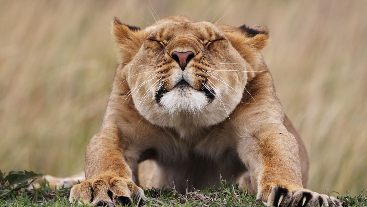 Львица с когтями