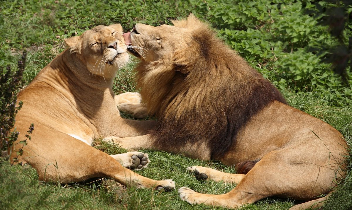 Лев и львица любовь