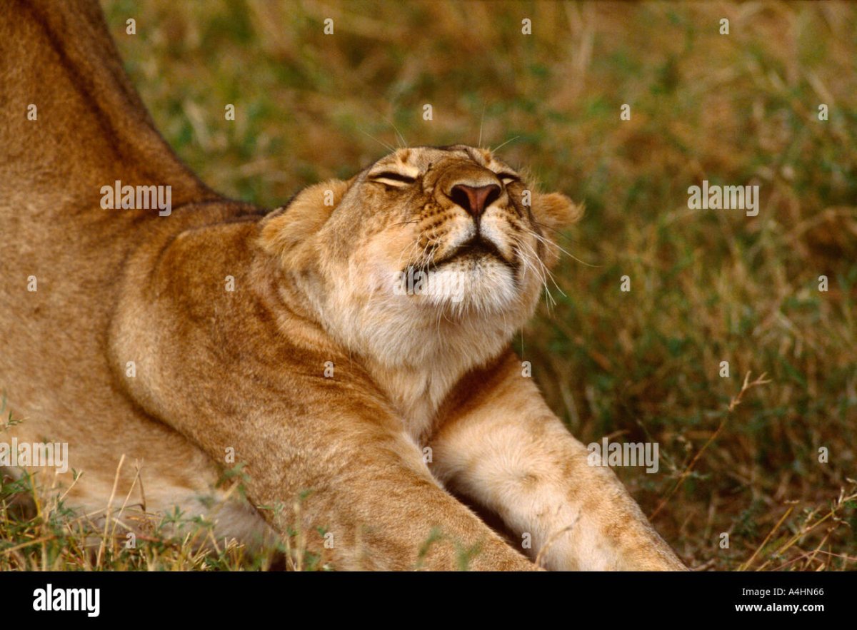 Львица проснулась