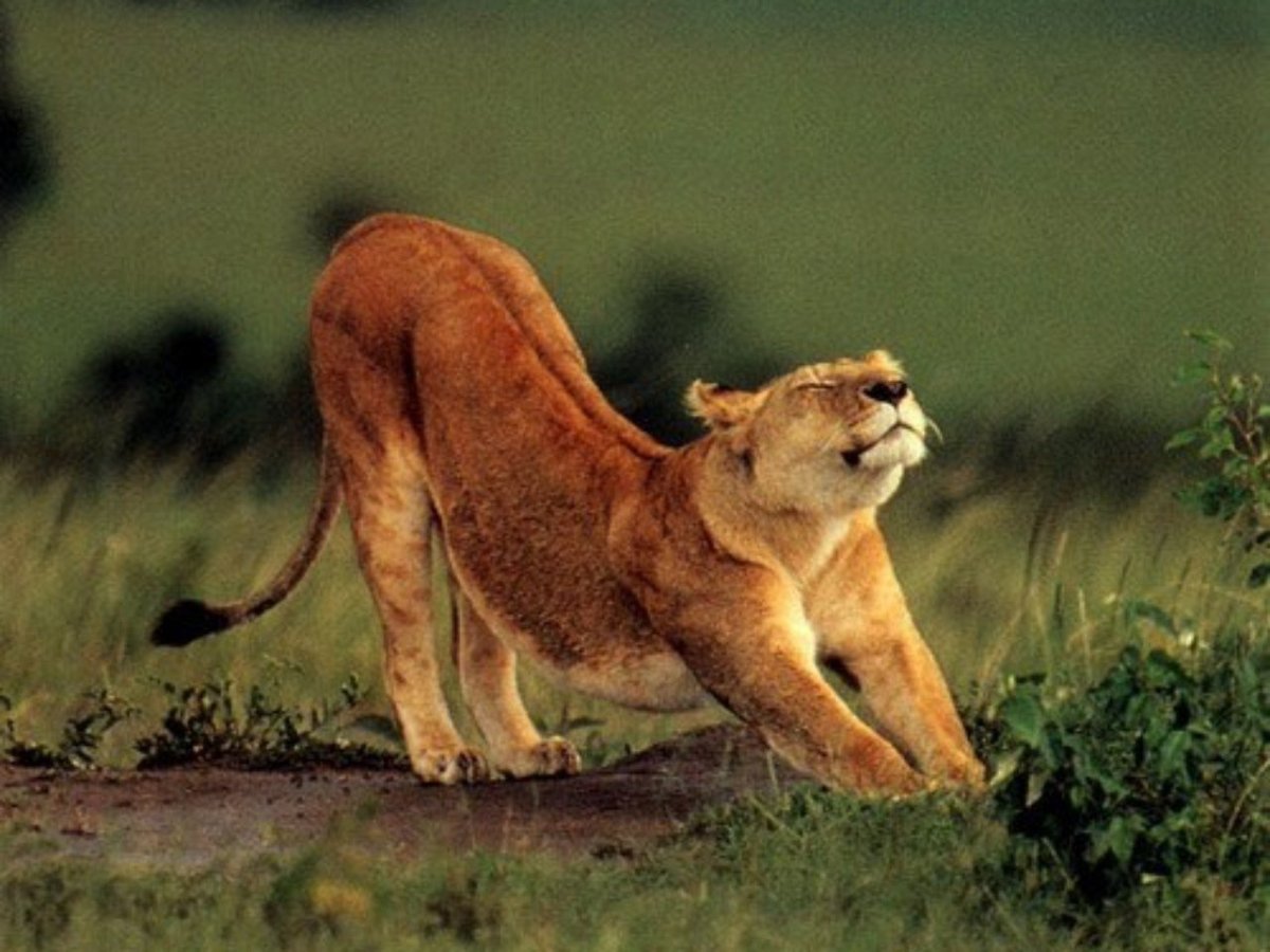 Львица потягивается