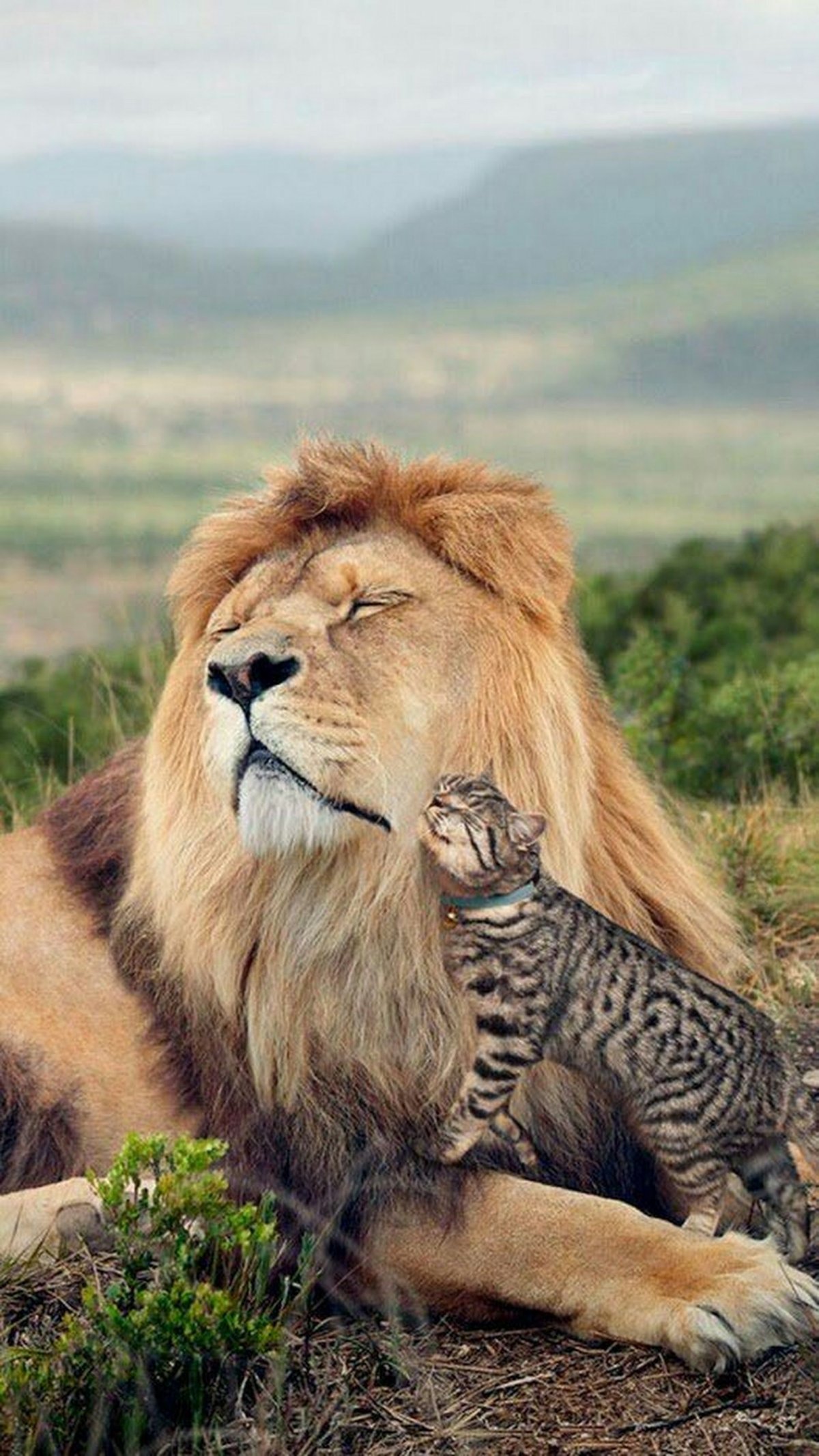 Доброе утро Лев