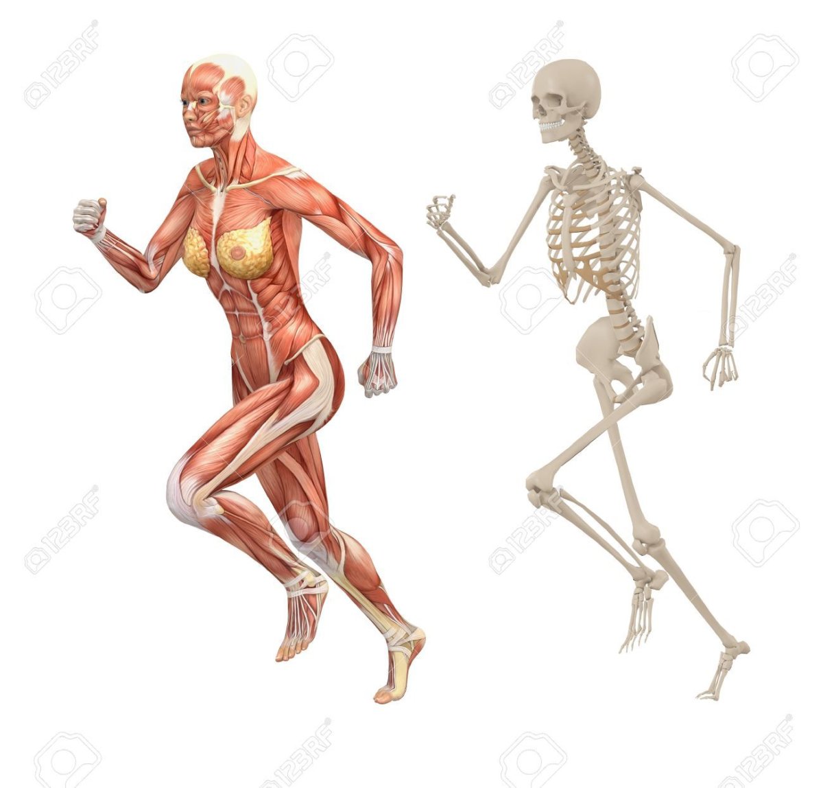 Женский скелет с мышцами