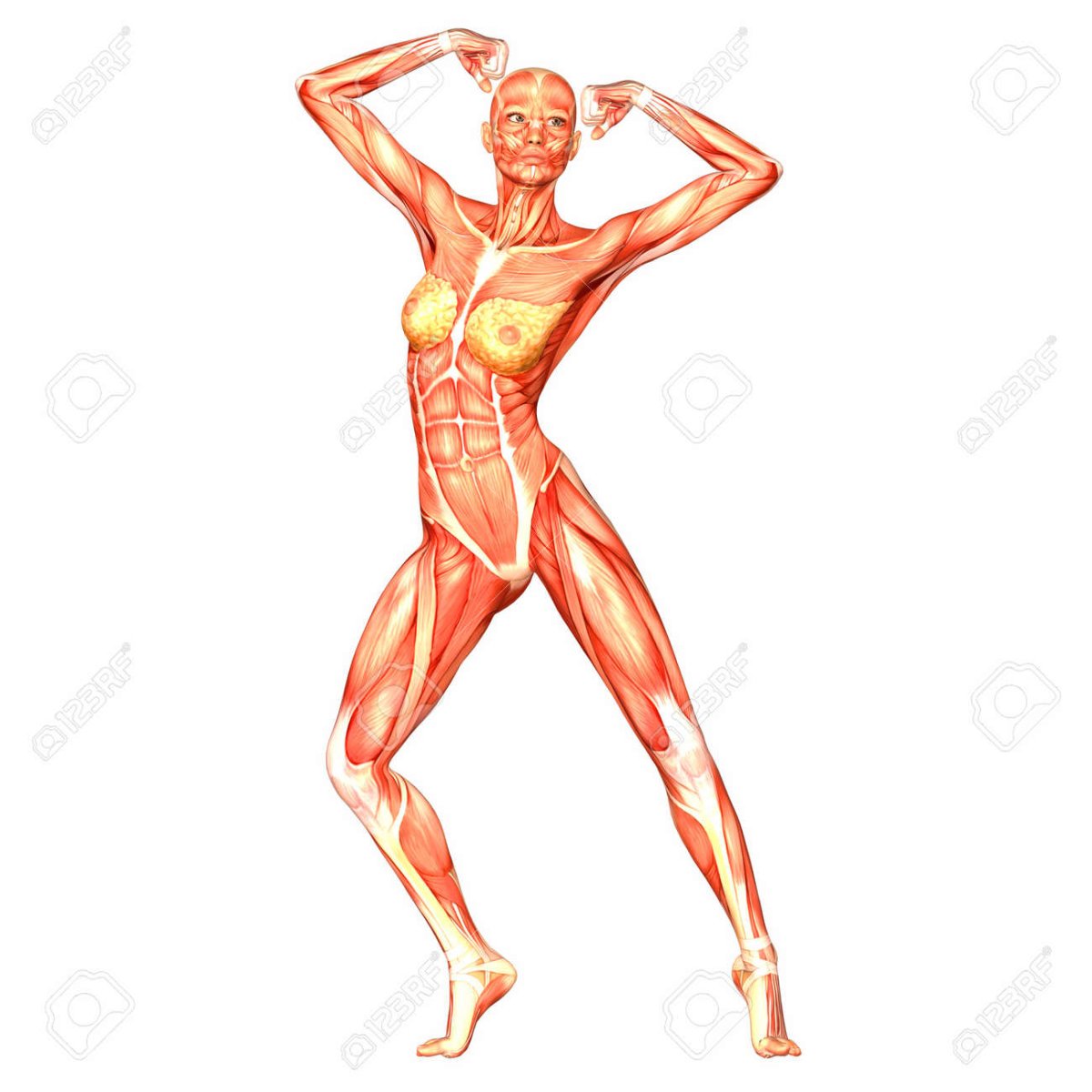 Наглядная анатомия женского тела