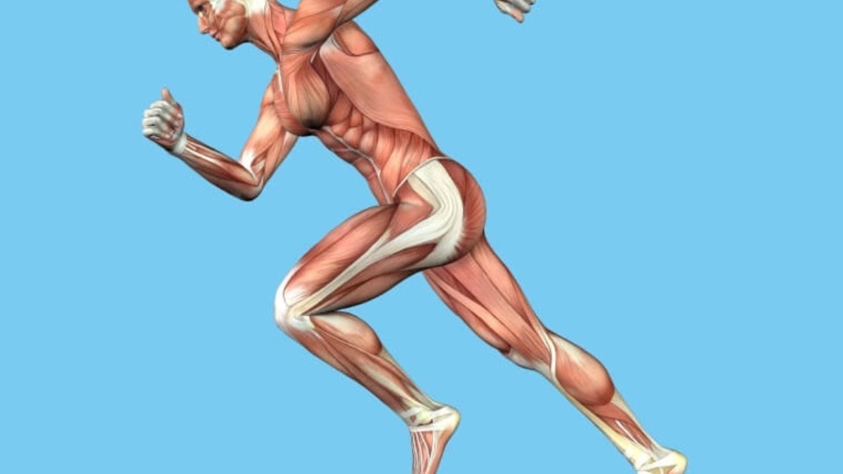 Бегущий человек анатомия