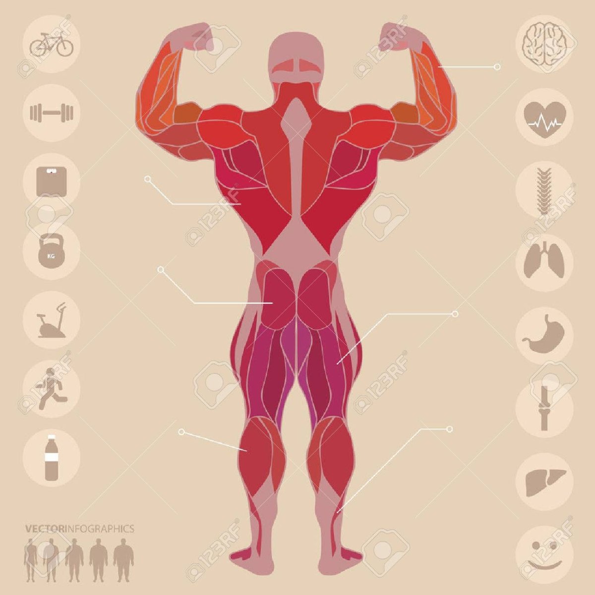 Мышцы человека спорт