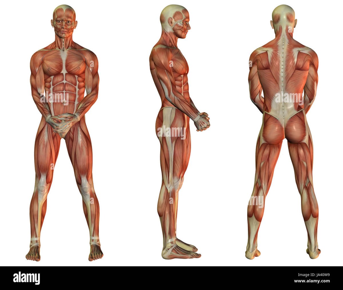 Мышечный скелет