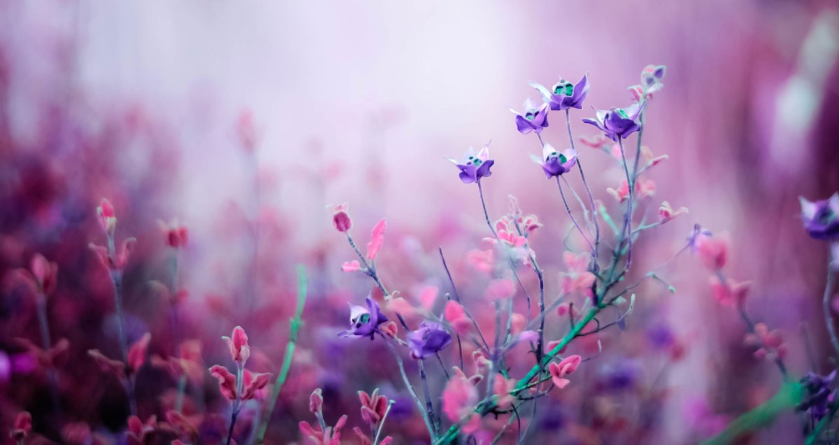 Обложка для фейсбука цветы