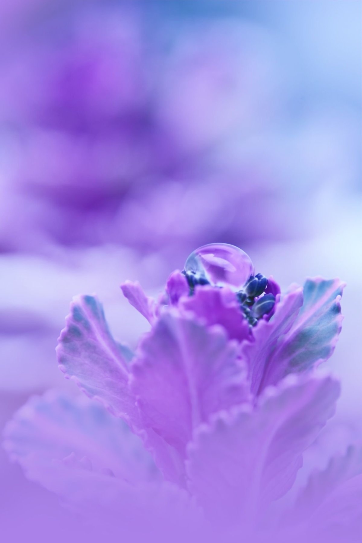 Сиренево голубой