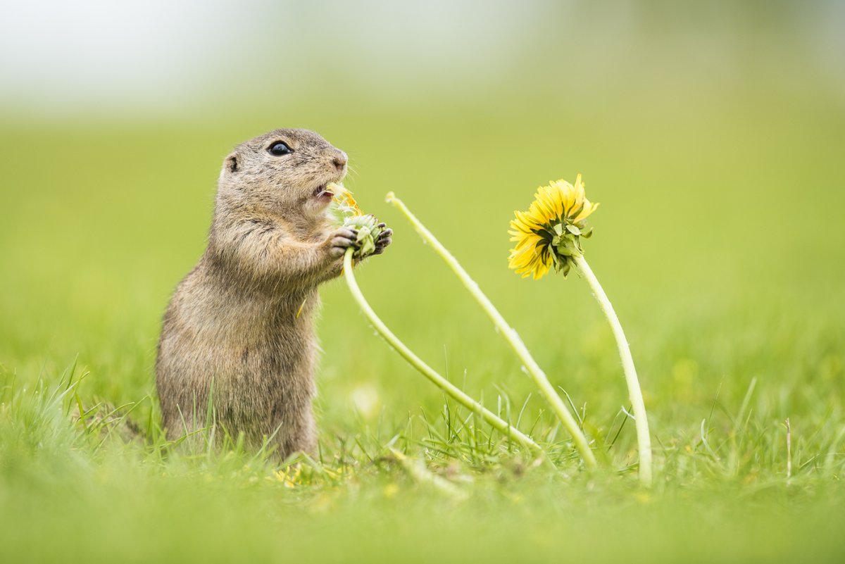 Суслик агроном