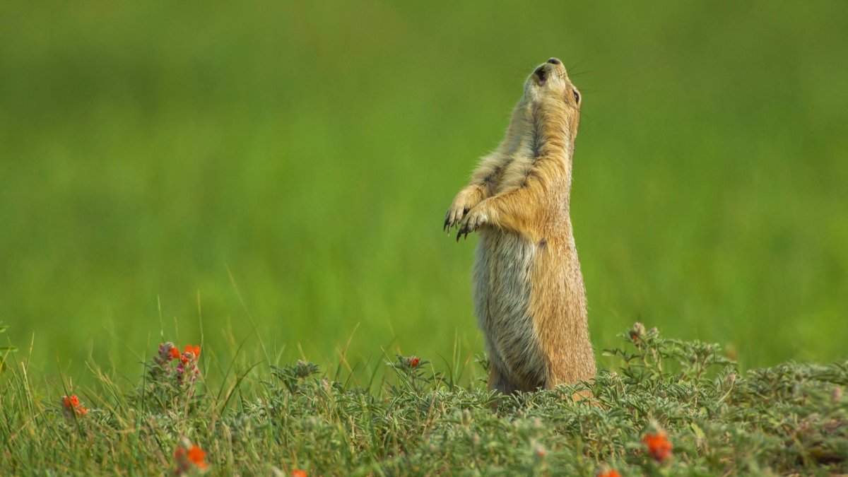 Ты видишь суслика нет и я
