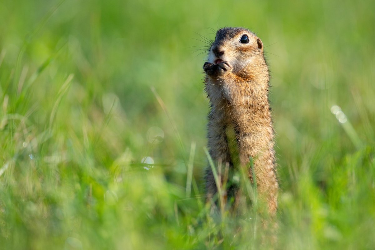 Орущий суслик