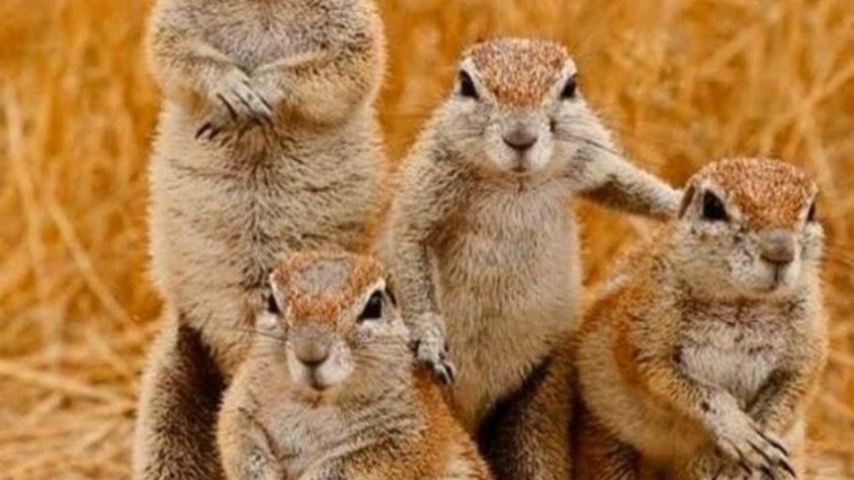 Суслик Волгоградской области