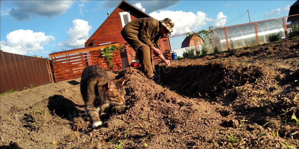 Тонкопалый суслик