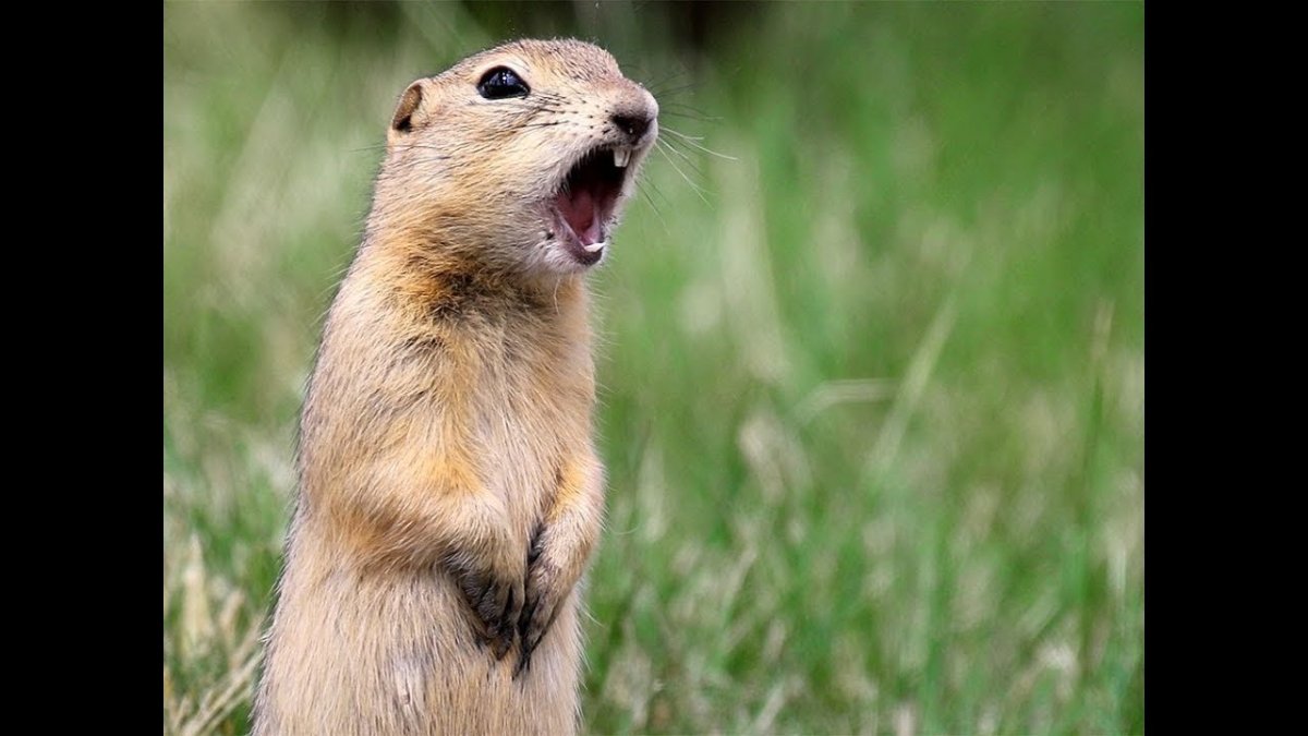 Животные степи России