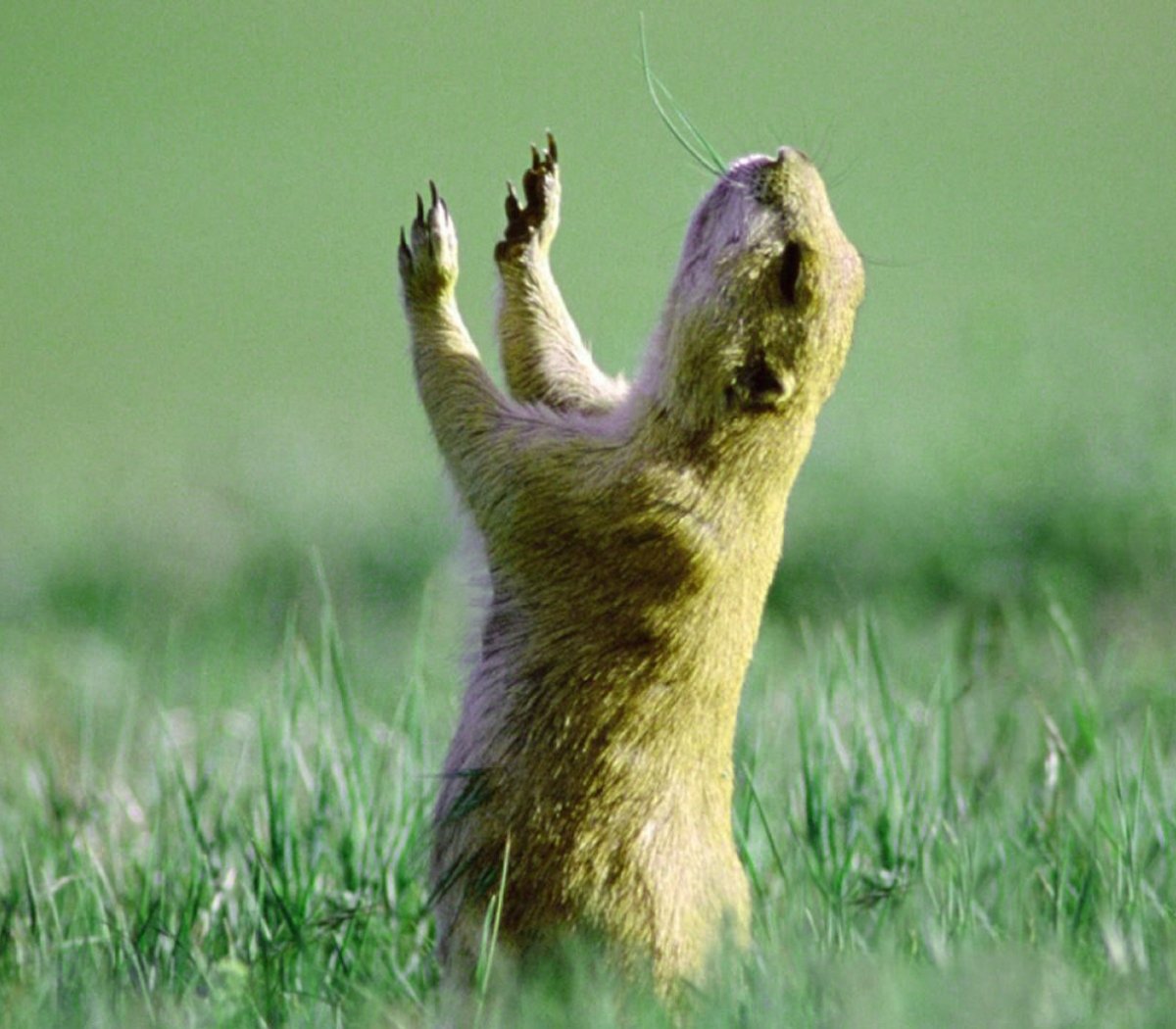 Фуфлик суслик