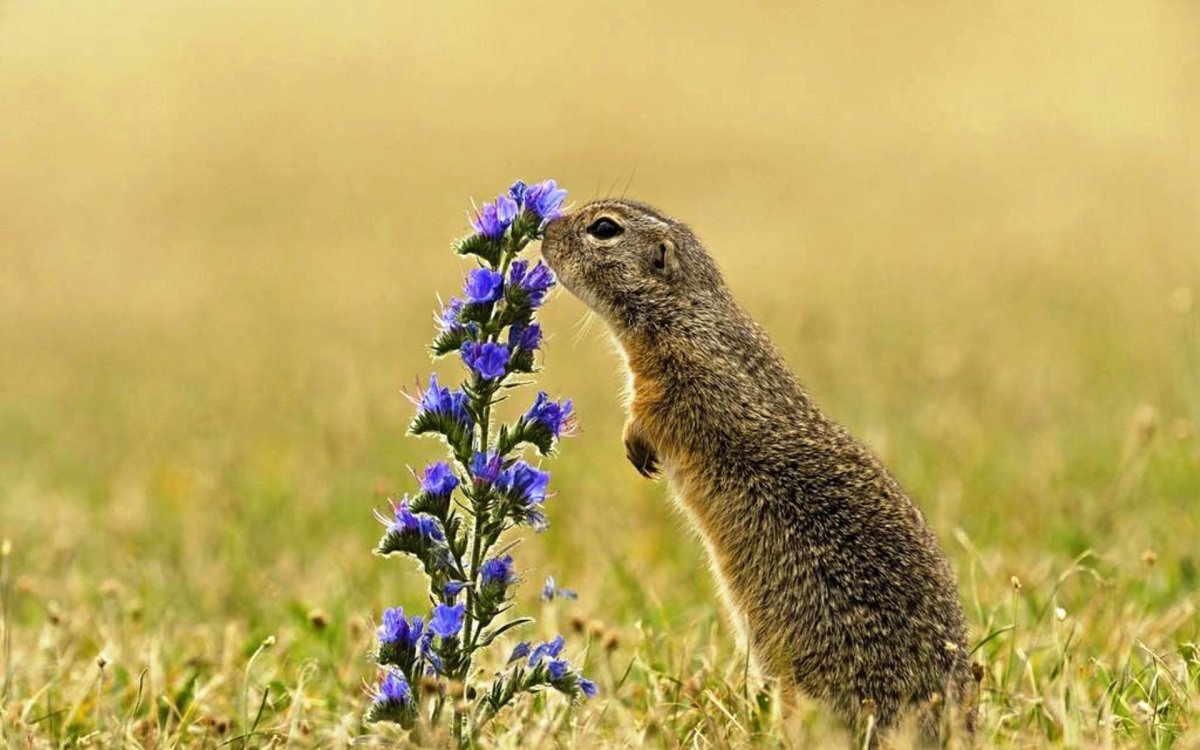 Полевые зверьки