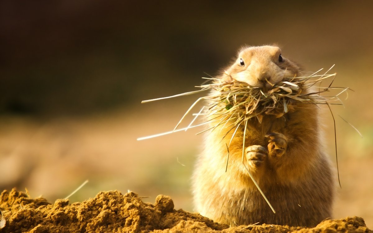 Суслик с большими яйцами