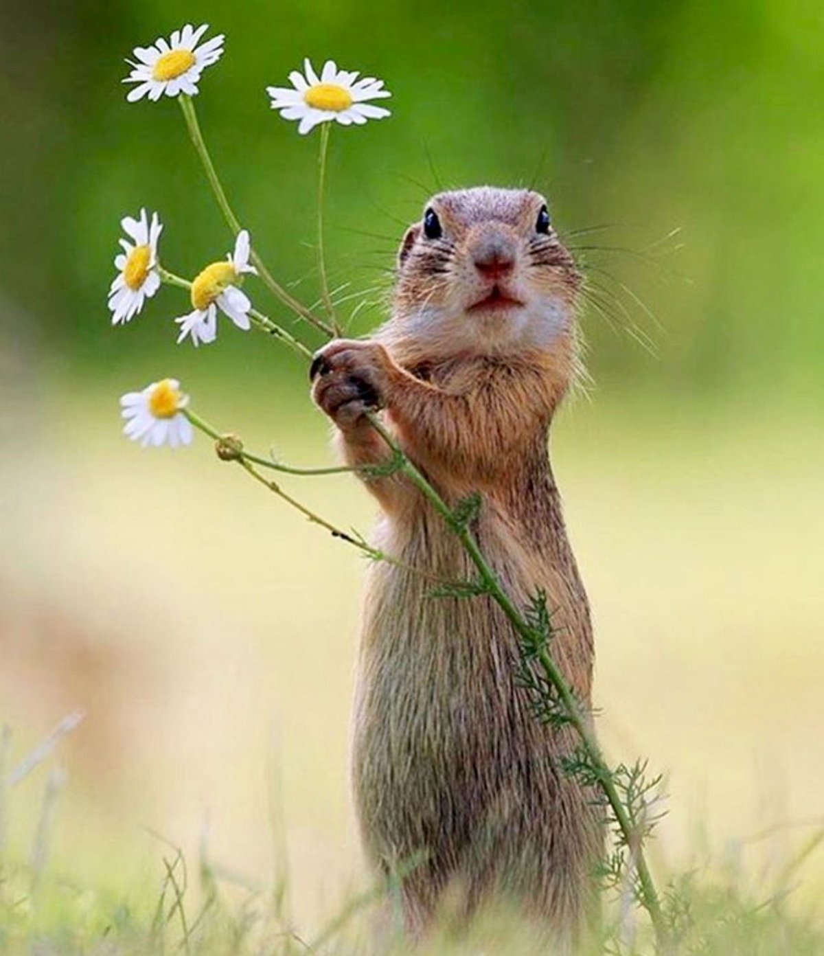 Суслику чешут спину